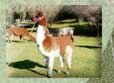 Llamas for sale from Chile
